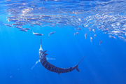 バハカリフォルニアの海　マカジキの捕食シーンを狙う 