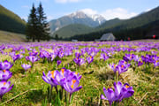 春のポーランド　クロッカスの花咲くタトラ山麓ウォーキングと｢絵本の世界｣ザリピエ散歩